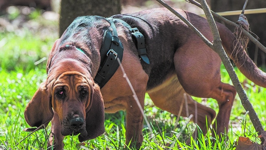 CREARÁN EN MADRYN LA PRIMERA UNIDAD DE BÚSQUEDA DE PERSONAS CON PERROS RASTREADORES