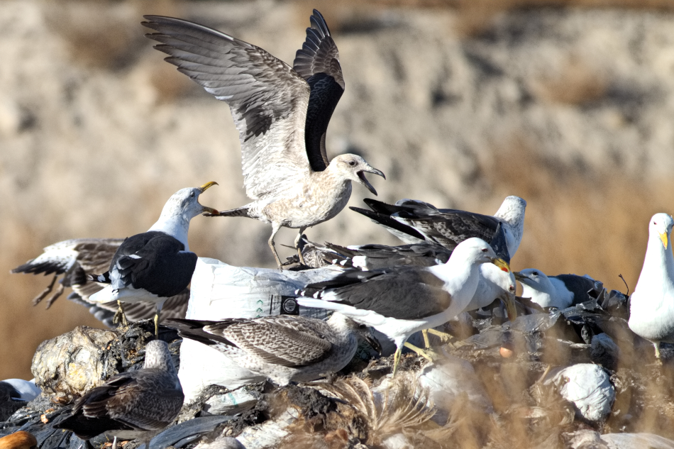 Cambios en la gestión de residuos reducen la frecuencia de ciertos tipos de malformaciones en Gaviotas Cocineras