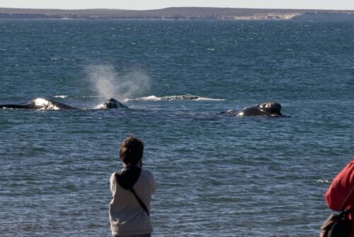Chubut lanzó el concurso de cuentos breves “Ballenas en 100 palabras”
