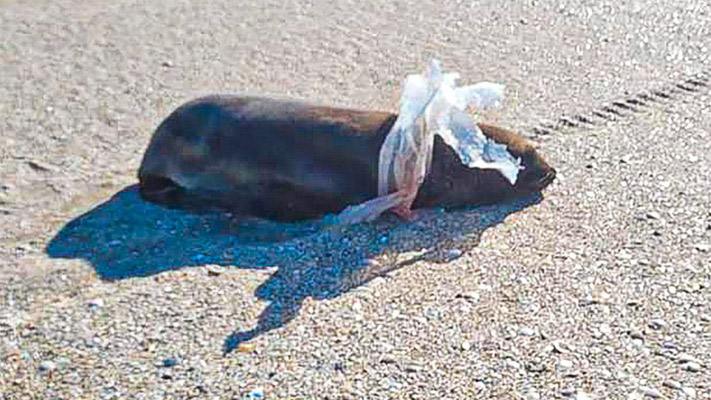 Salvaron a un lobito de morir enganchado en plásticos