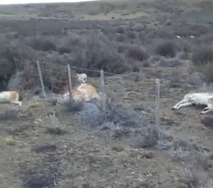 FAKE: EL VIDEO DE LOS GUANACOS MUERTOS ES DEL 2020