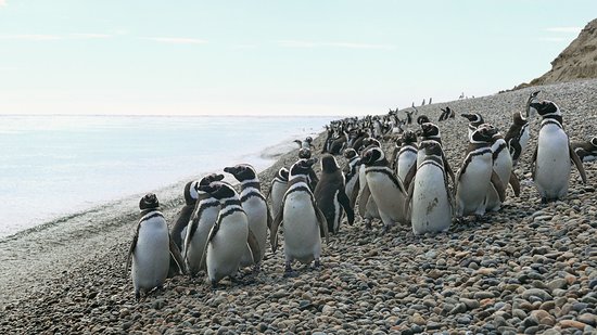 PUERTO MADRYN SE SUMA AL LANZAMIENTO DE LA TEMPORADA DE PINGÜINOS 2023-2024