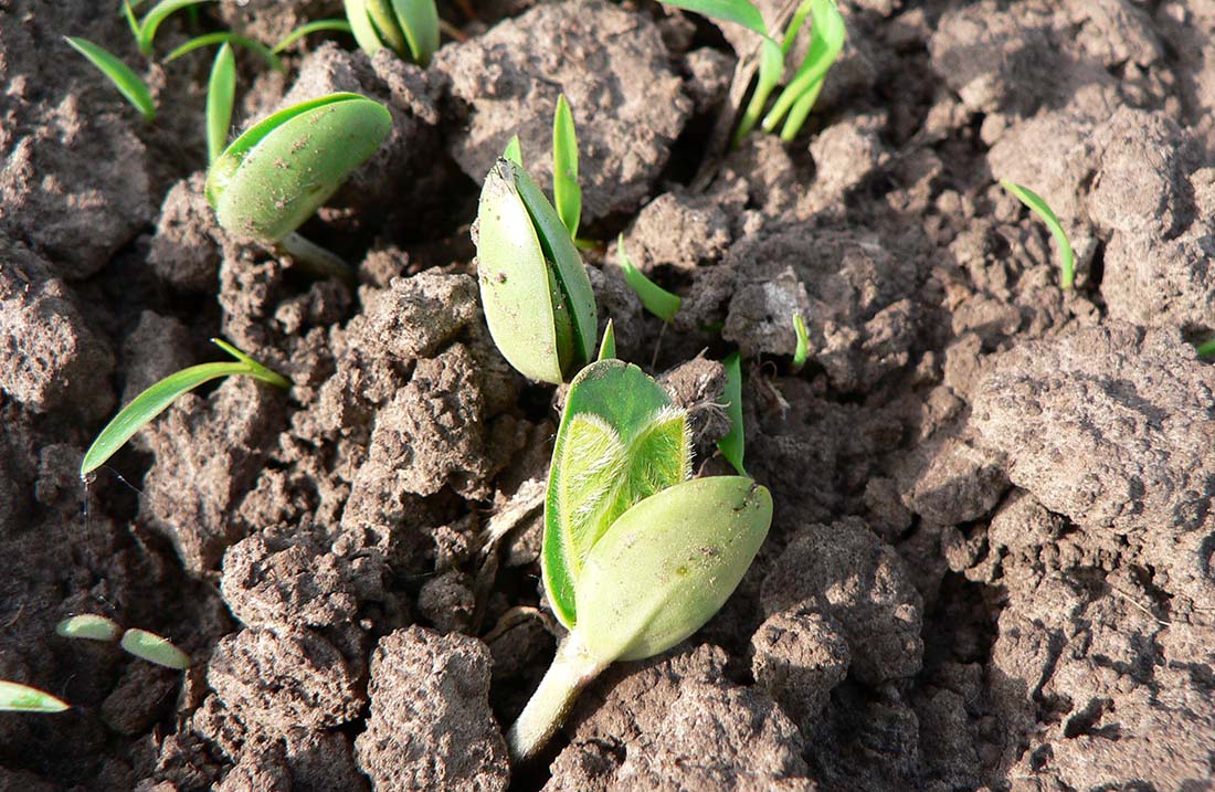Chubut avanza en la creación del proyecto de producción de bioinsumos destinado al manejo de plagas en cultivos agrícolas provinciales