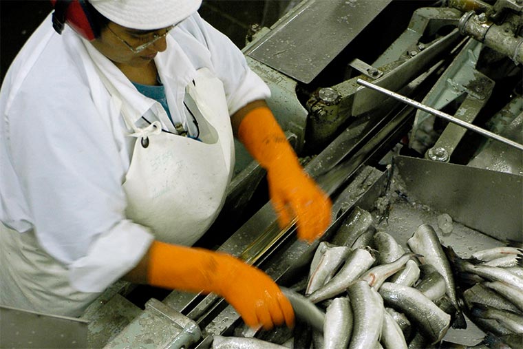 PROVINCIA CAPACITARÁ A FILETEROS PARA TRABAJAR FUERA DE LA TEMPORADA DE LANGOSTINOS