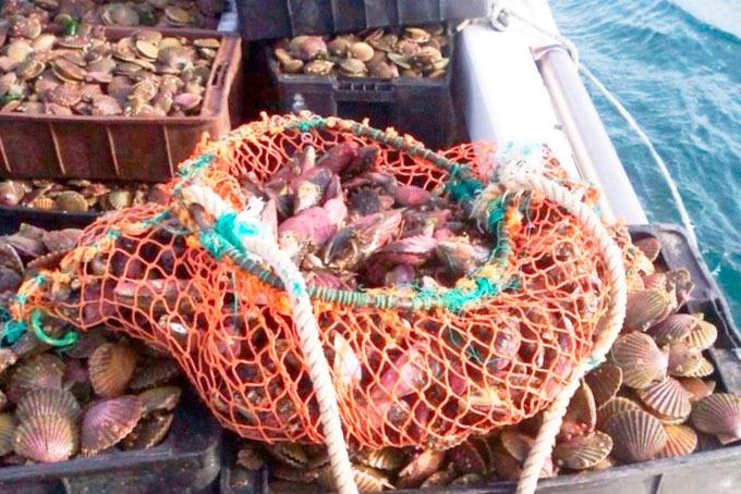 MAREA ROJA: SE DISPUSO VEDA EN PUERTO LOBOS