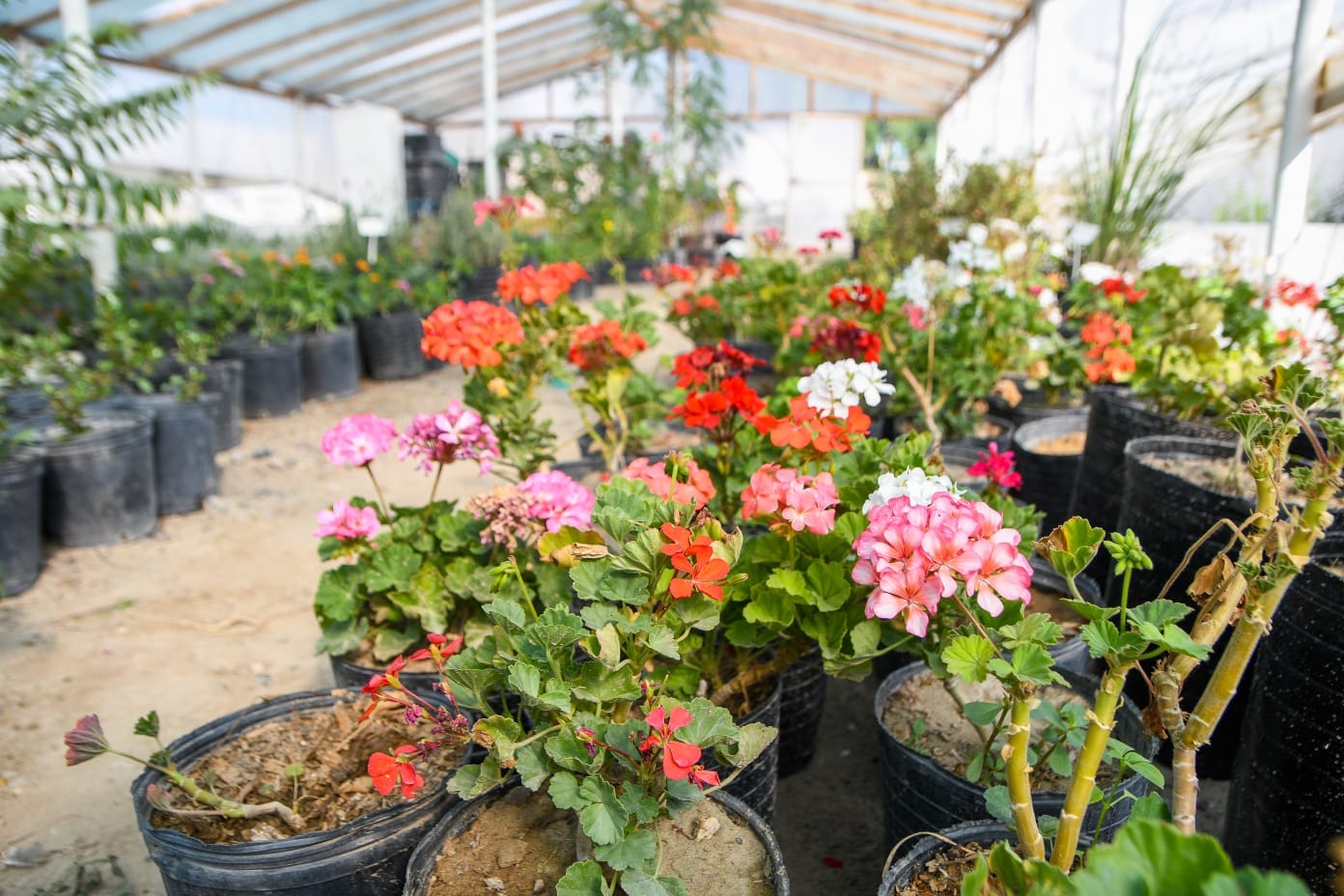 SE VIENE UNA NUEVA EDICIÓN DEL VIVERO ABIERTO