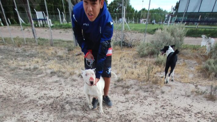 Un perro atacó a una policía de la Montada y a su caballo
