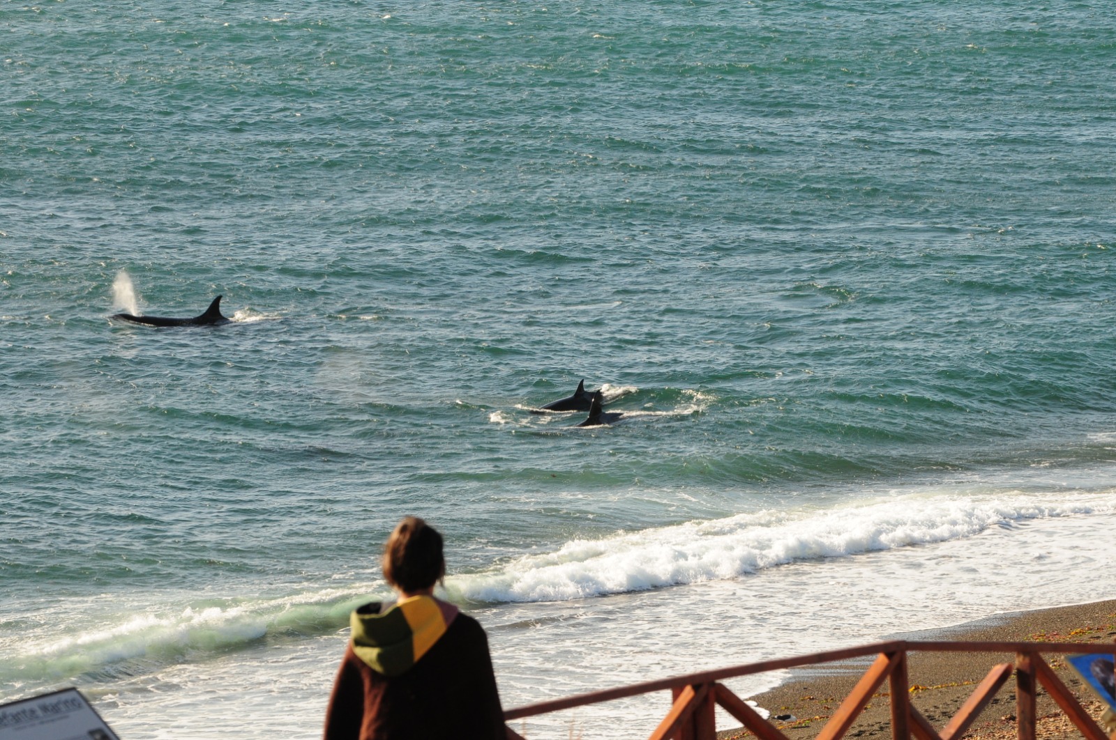Comienza en Chubut una nueva Temporada de Orcas