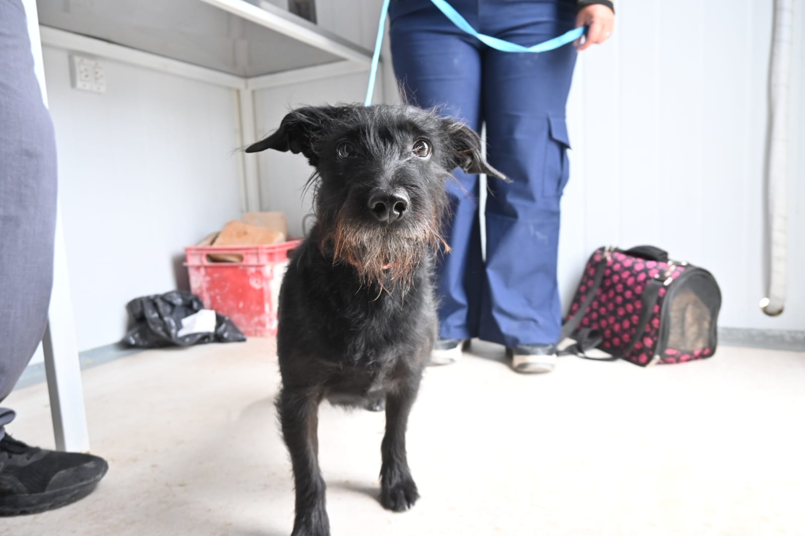 Se viene una charla de primeros auxilios en animales de compañía