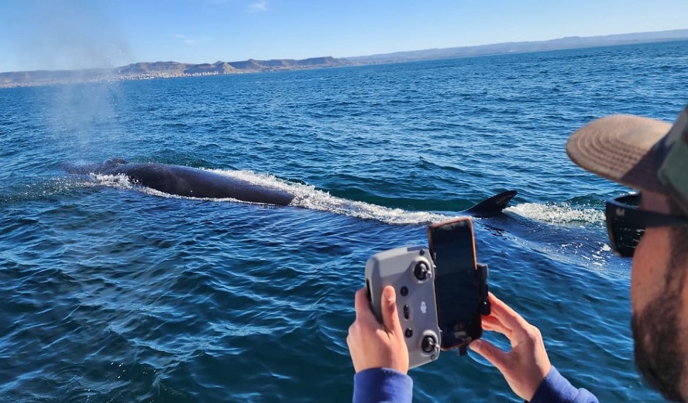 La ballena Sei, una especie amenazada que llega de a miles a Chubut para alimentarse