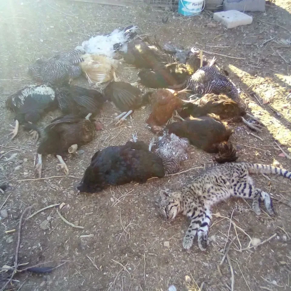 Madrynense mató a un gato montés y lo celebró por WhatsApp