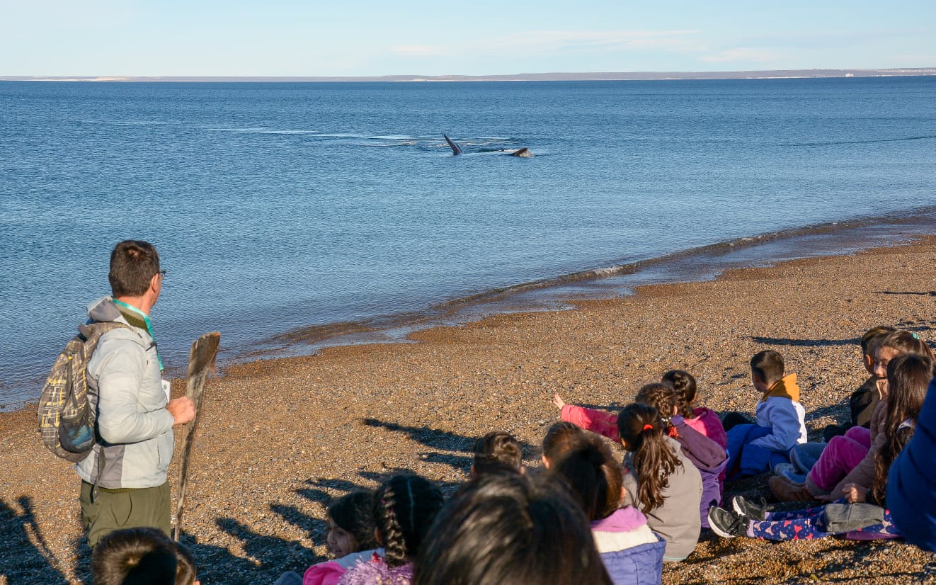 “Los chicos de Madryn reciben a las ballenas”: el tradicional programa educativo cumple 20 años