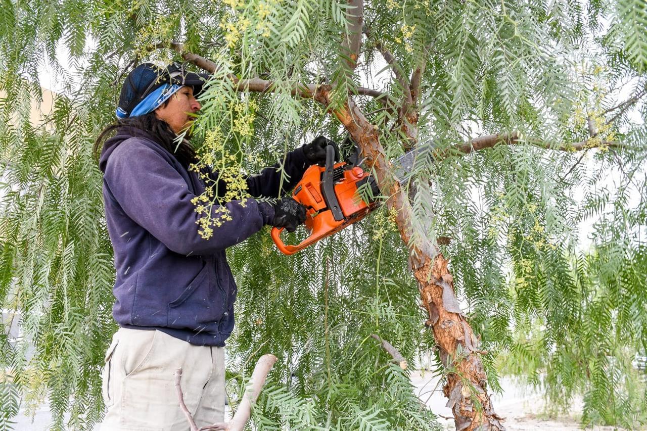 Realizarán una capacitación integral de poda de árboles