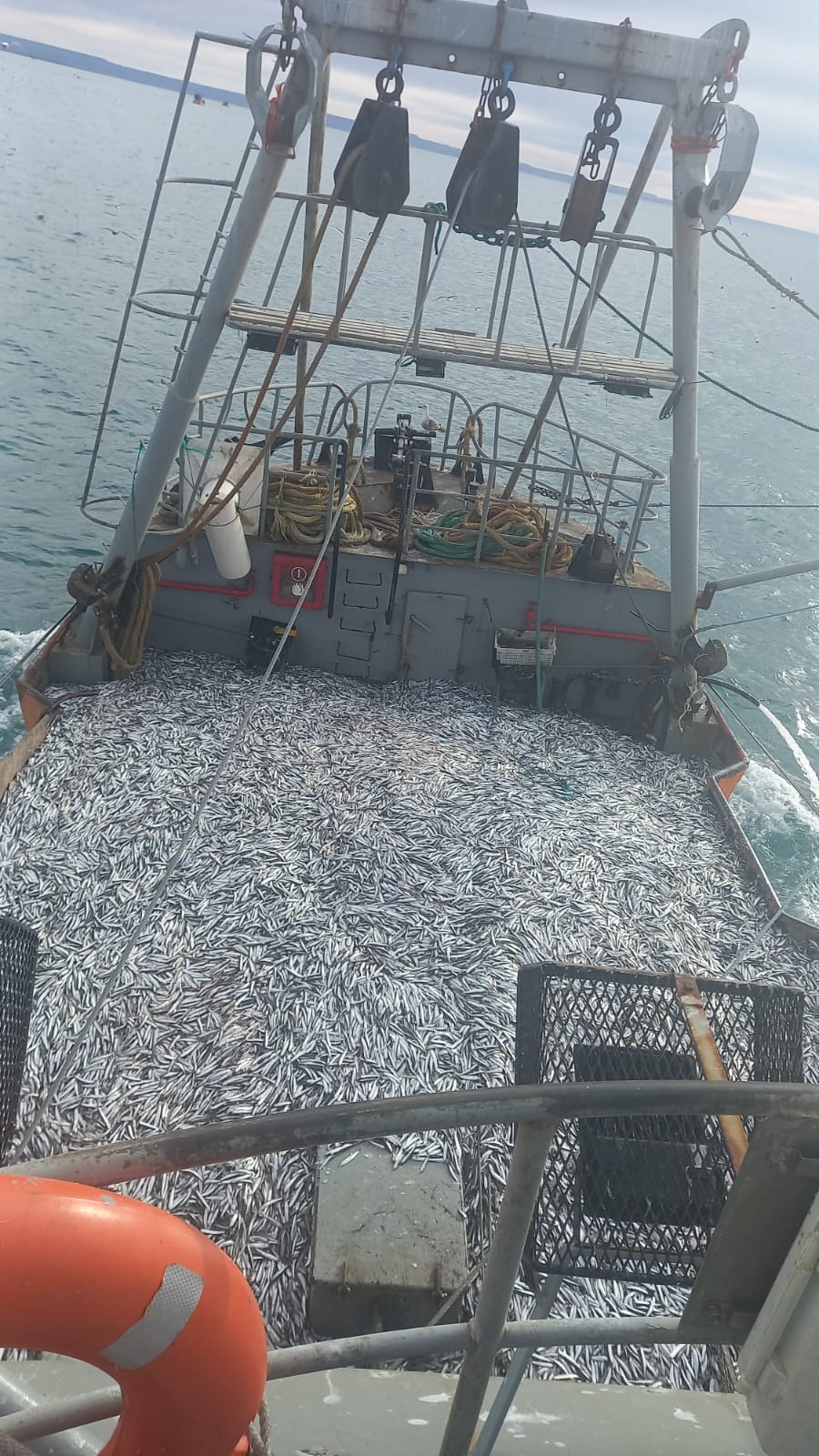Puerto Rawson alcanzó el récord de captura de anchoíta con una cifra histórica