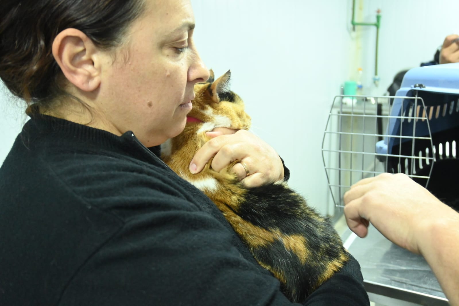 Continúan las campañas gratuitas para perros y gatos