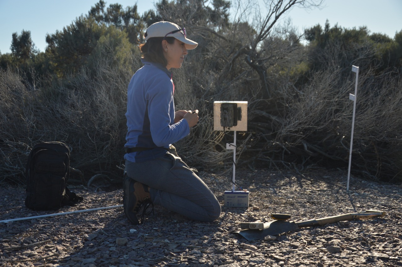 Estudian en Chubut una población de gatos que vive aislada del ser humano
