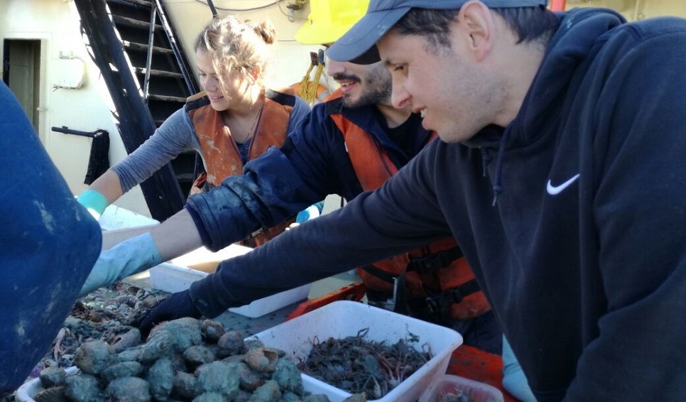 Descubren una nueva microalga en el golfo San Jorge