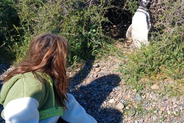 Chubut fortalece la infraestructura de Punta Tombo para recibir una nueva temporada de pingüinos