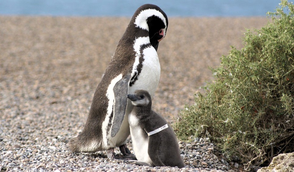 Revelan que el sexo de las crías de los pingüinos está relacionada con la fecha de puesta de los huevos