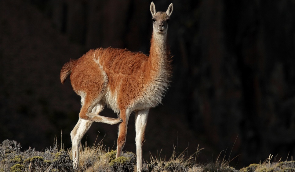Comunicado del CCT CONICET CENPAT respecto a la problemática del guanaco