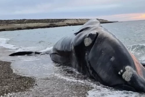 Chubut monitorea los varamientos de ballenas registrados en 2026