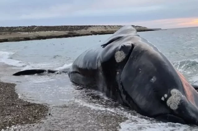 Chubut monitorea los varamientos de ballenas registrados en 2026