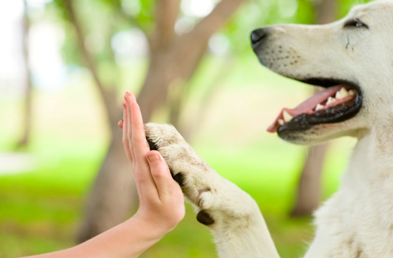 Lanzan una Unidad Fiscal para proteger el ambiente y defender a los animales