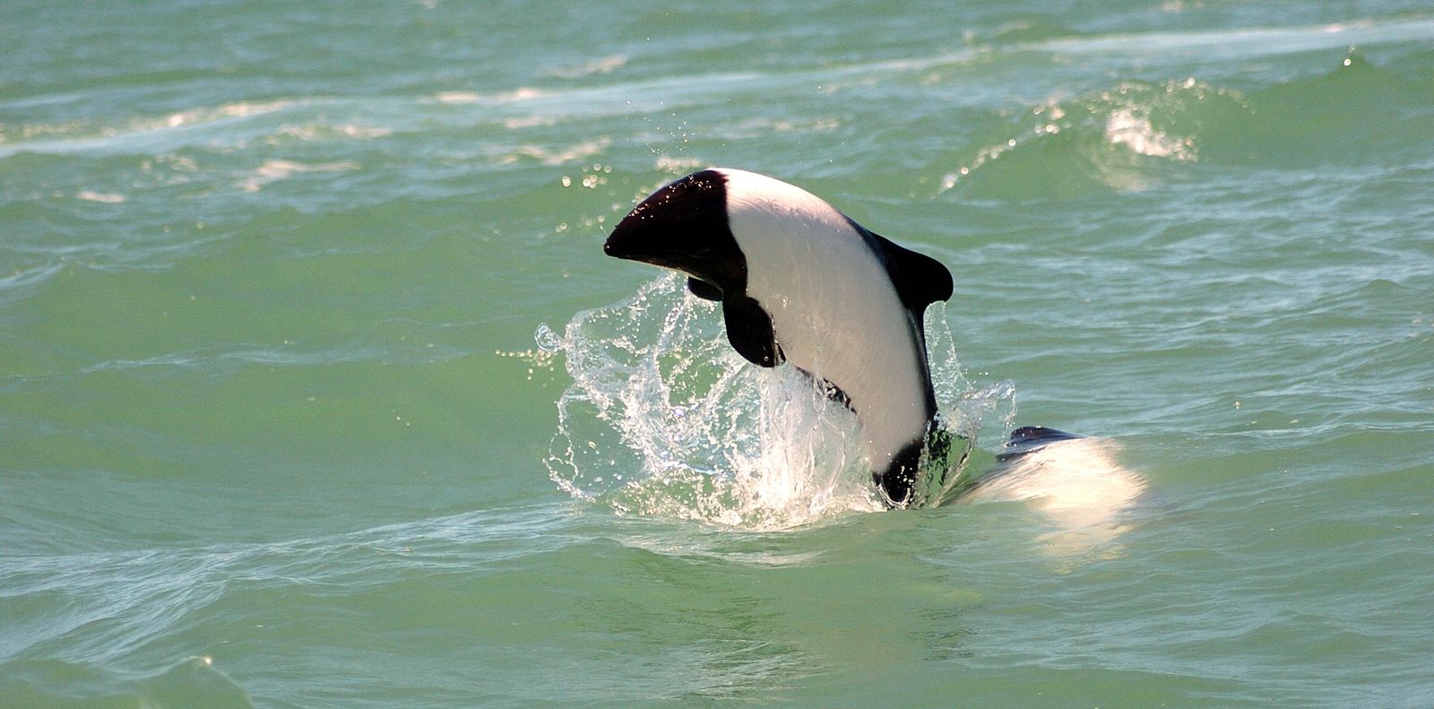 La tonina overa, un pequeño delfín originario del mar Patagónico