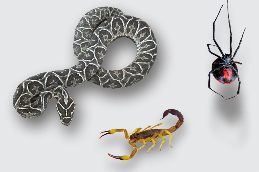 Refuerzan capacitación sobre animales ponzoñosos