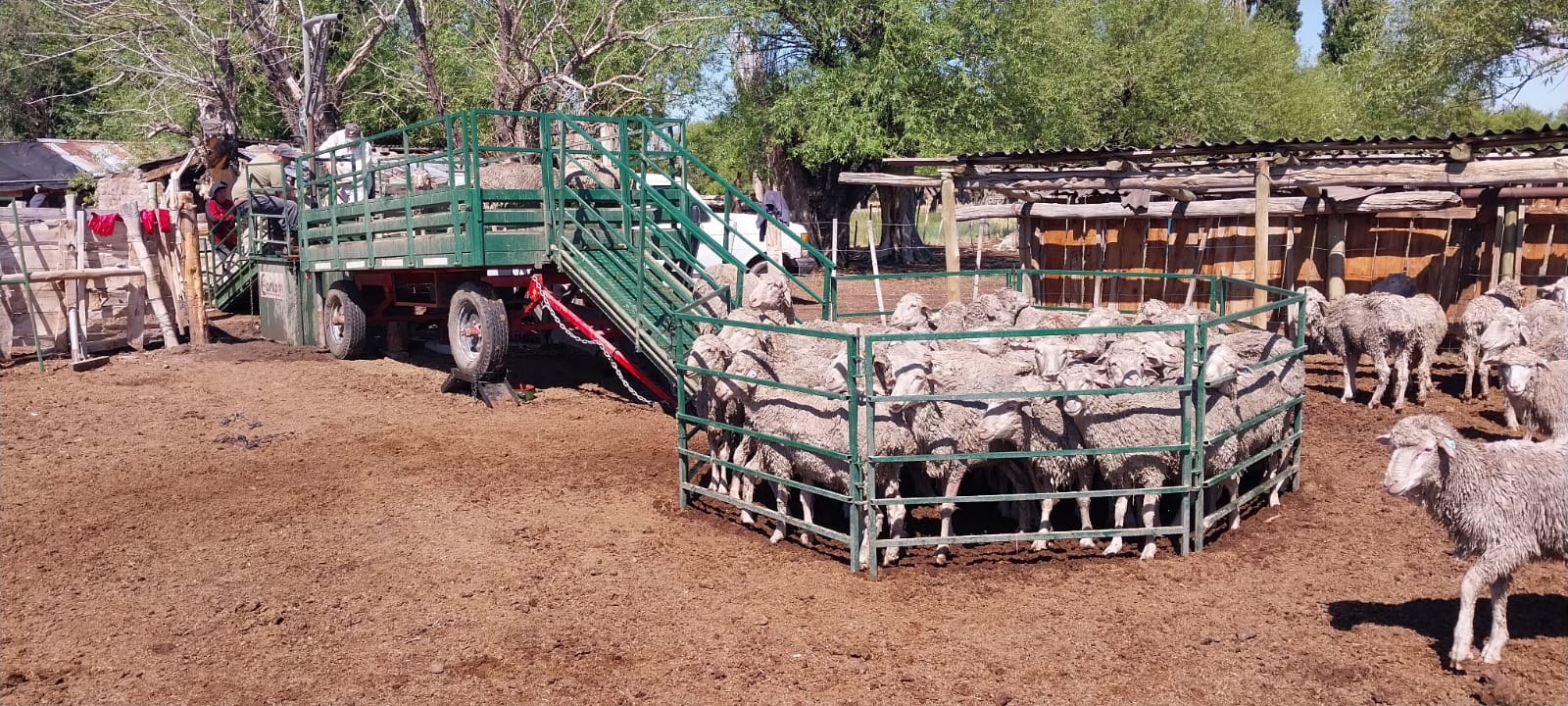 El Gobierno fortalece acciones de control y prevención de la sarna ovina en establecimientos agropecuarios de Chubut