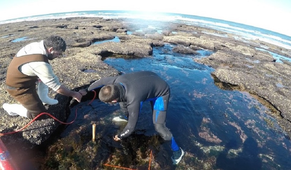 Científicos analizan el impacto de una especie invasora en el Golfo San Matías