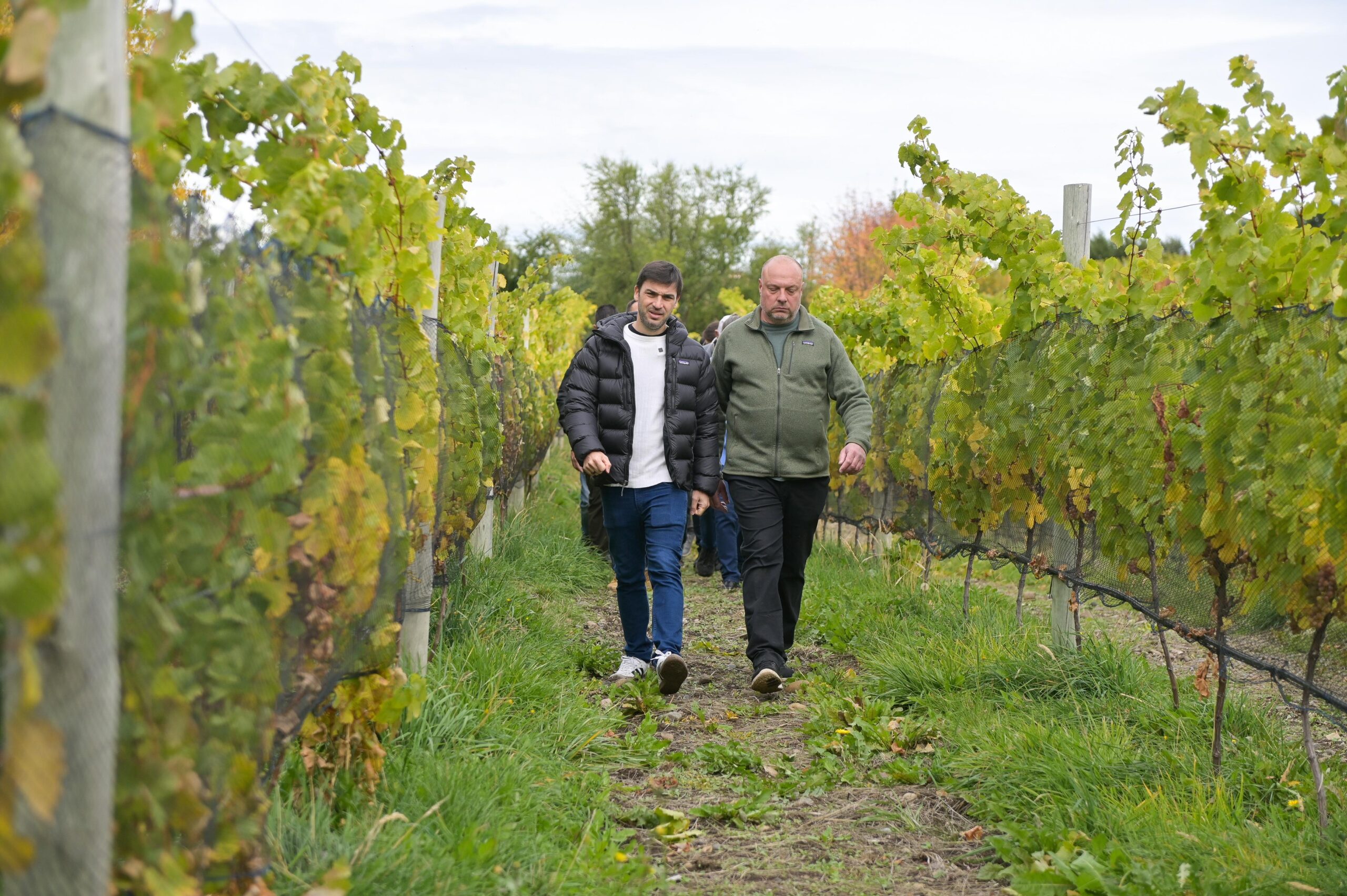 Torres encabezó la 5° edición de los Viñedos Patagónicos