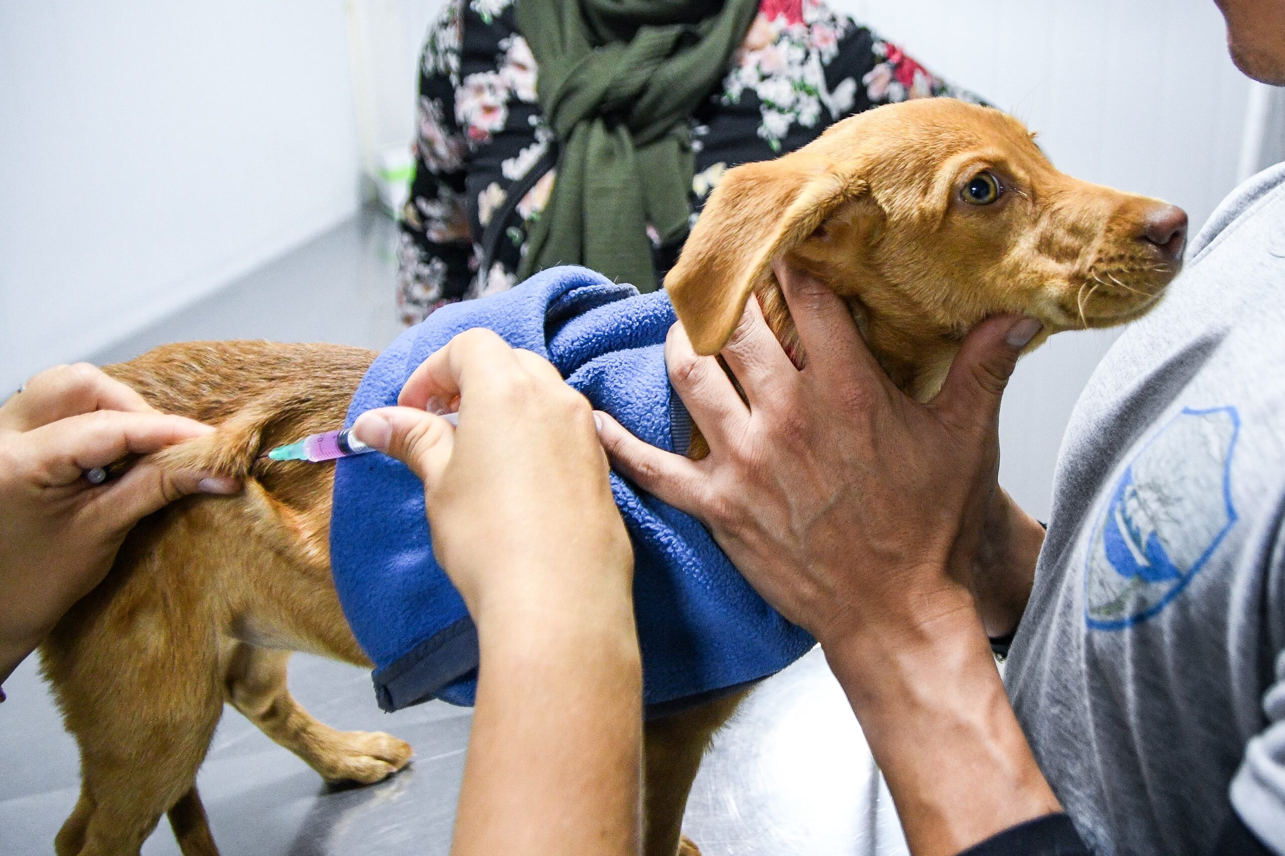 Continúan las campañas gratuitas para perros y gatos en Puerto Madryn