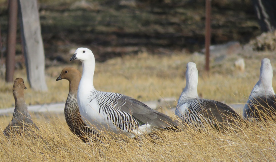 El cauquén, un viajero incansable en peligro: recorre hasta 4000 kilómetros al año