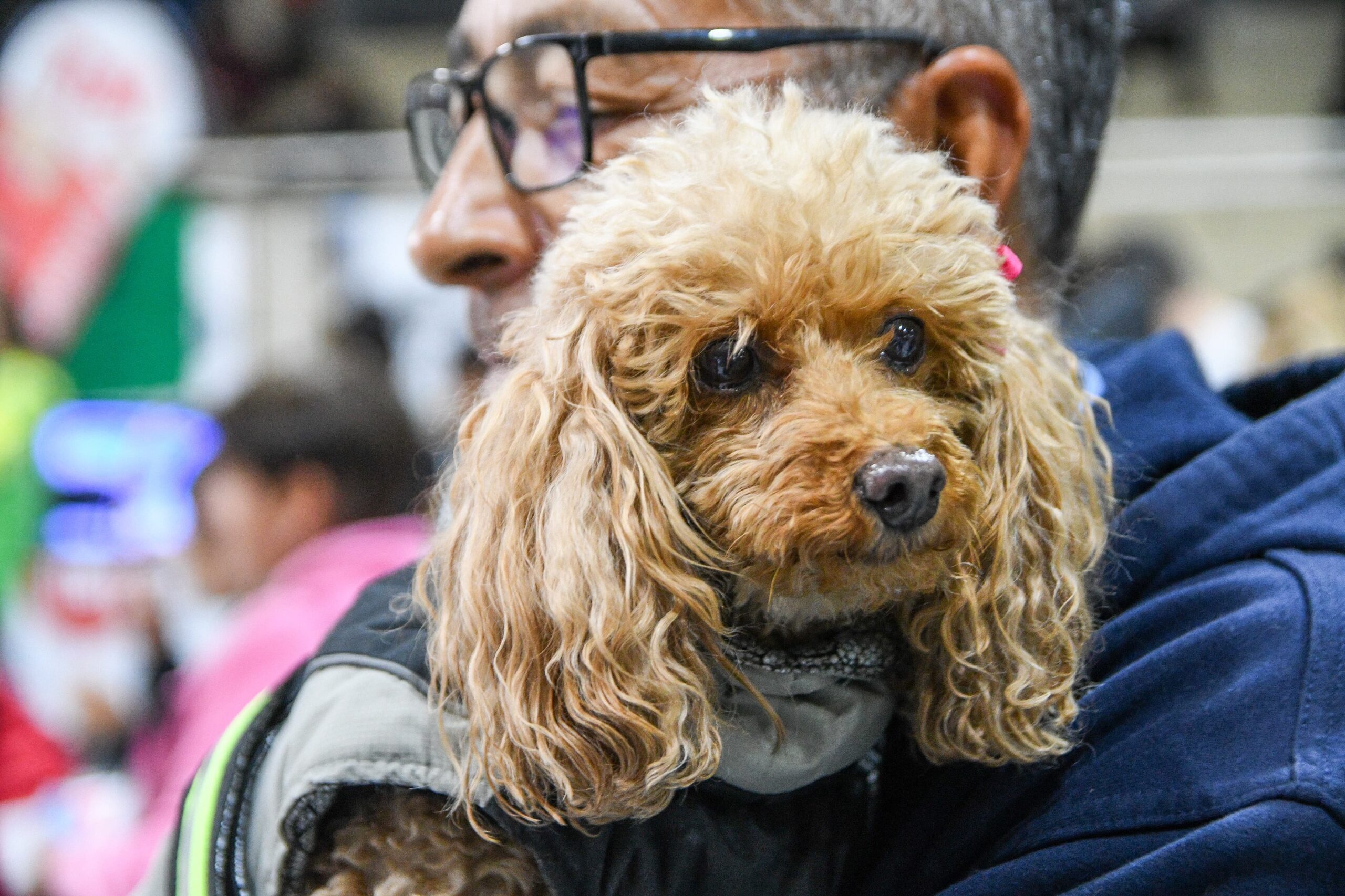 Continúan las campañas gratuitas de cuidado animal con antirrábica, desparasitación y castraciones