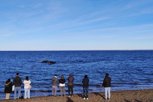 El Doradillo: coordinan controles y medidas de seguridad para la temporada de ballenas 2026