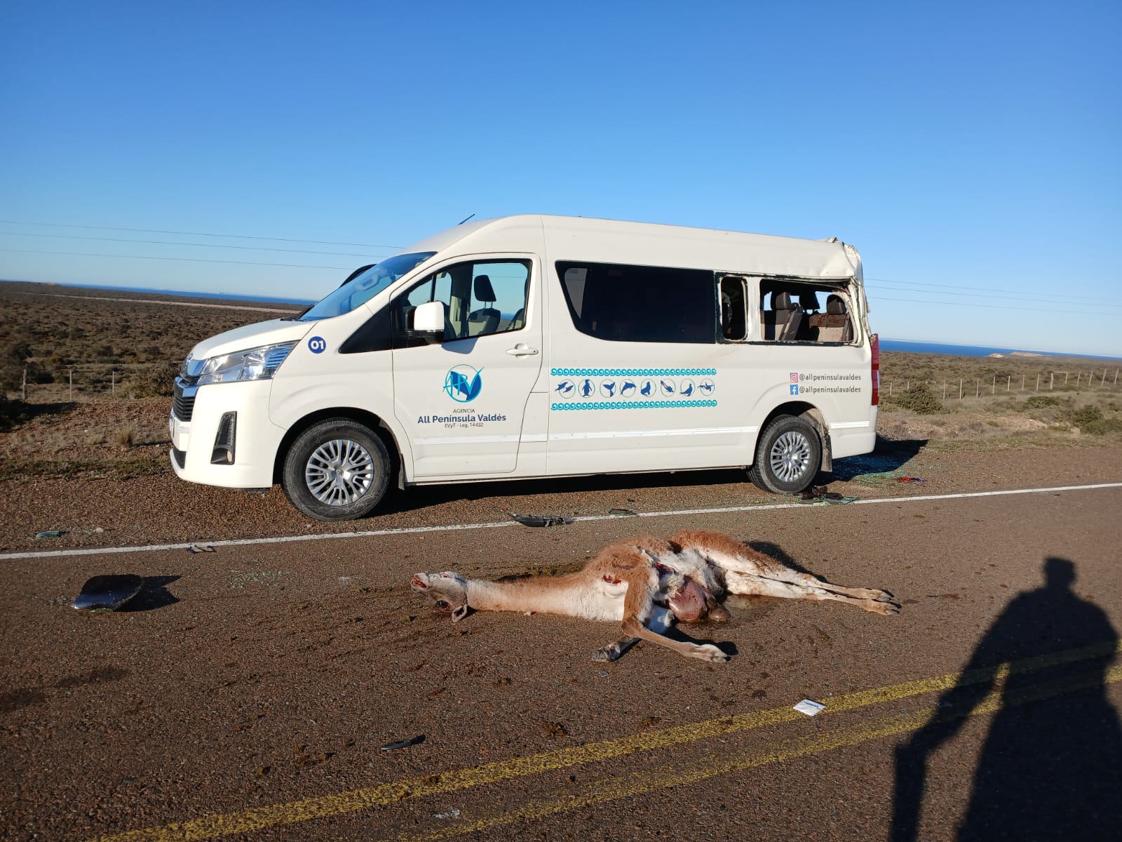 Turistas heridos tras impactante accidente con guanaco en el acceso a Puerto Pirámides