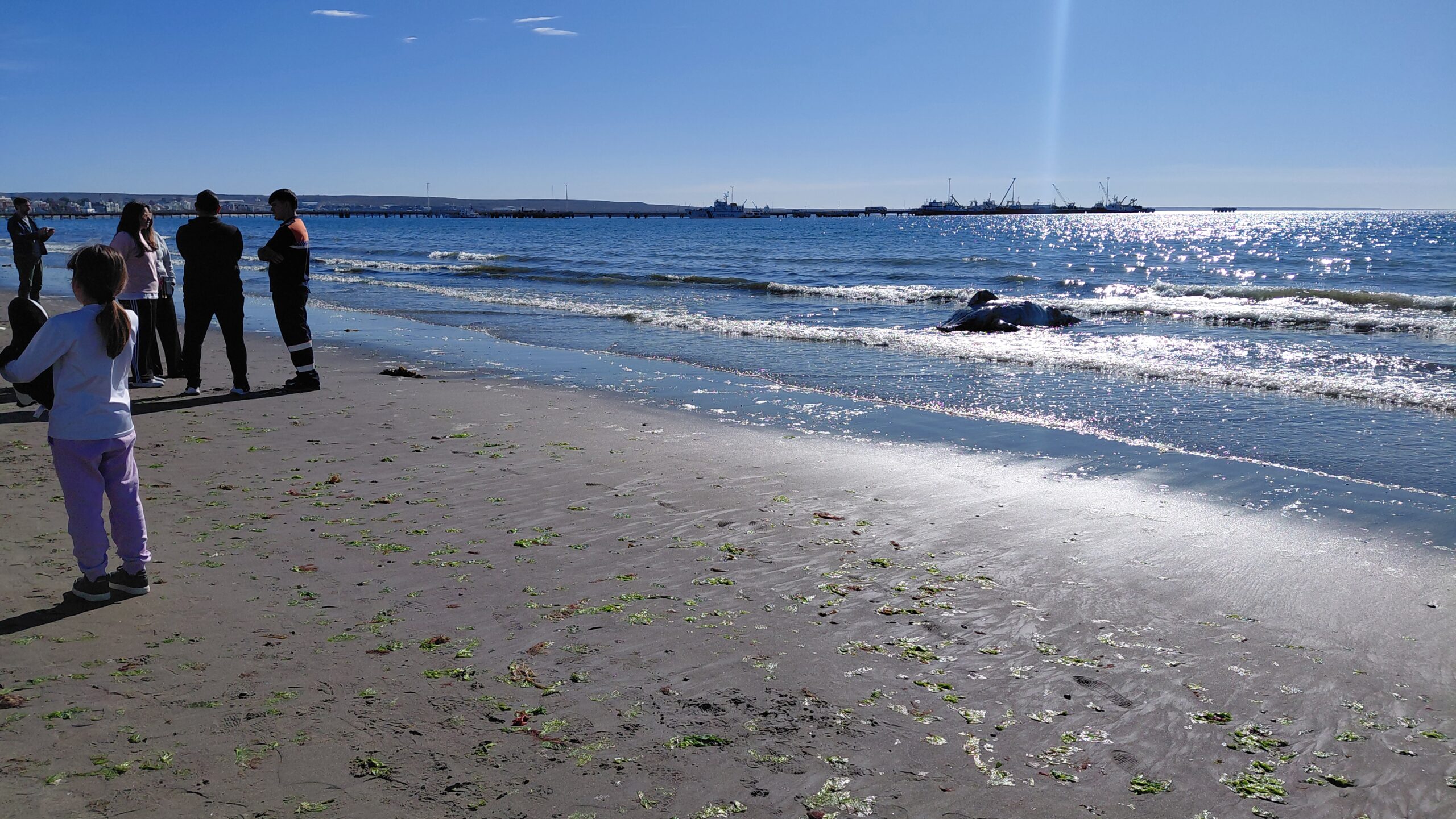 Hallaron un ballenato muerto en la costa de Puerto Madryn