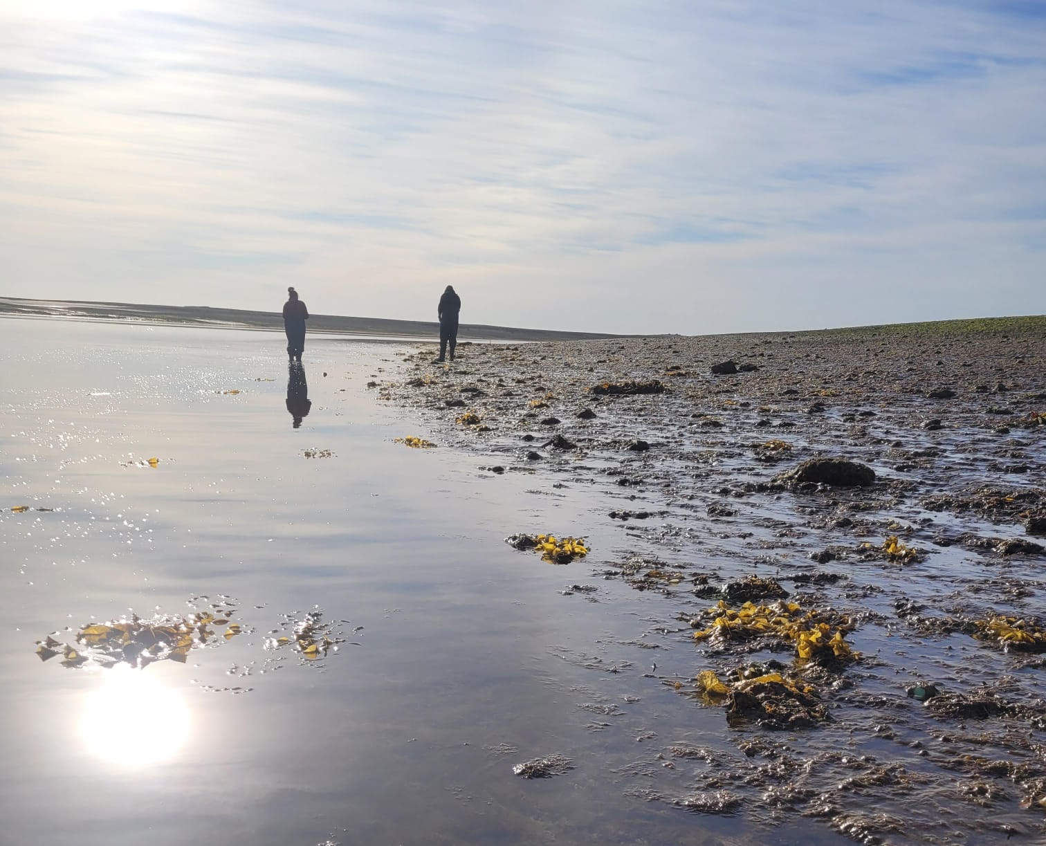Revelan que el alga Undaria funciona como refugio para comunidades de invertebrados marinos