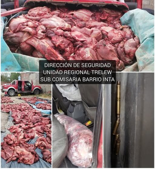 Decomisan más de 1.500 kilos de carne de guanaco en un control policial en Trelew