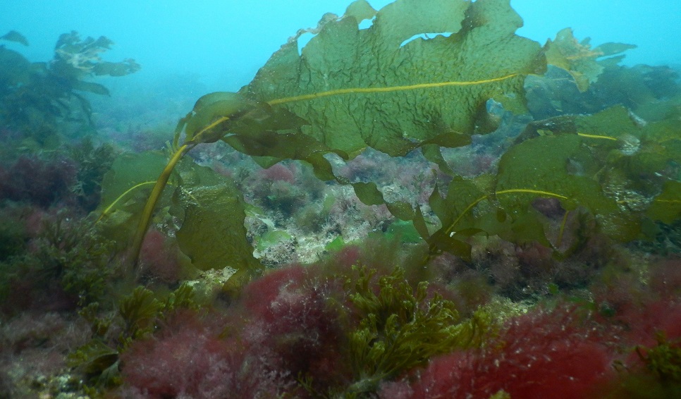 Especialistas del CENPAT capacitarán sobre técnicas de recolección de algas