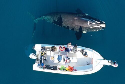 Chubut transmitirá en vivo la llegada de las ballenas a las costas de la provincia
