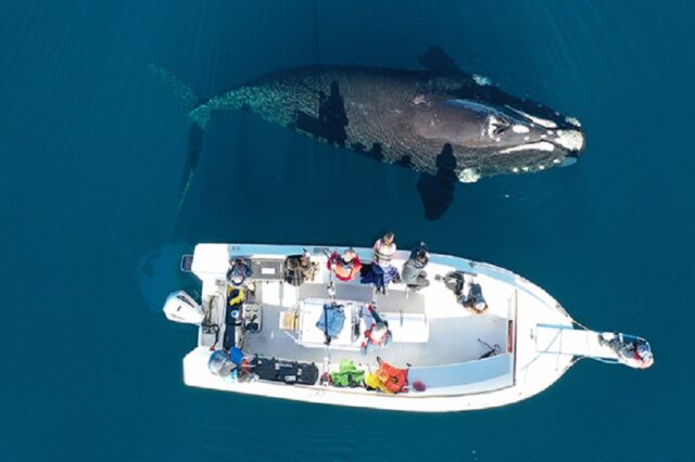 Chubut transmitirá en vivo la llegada de las ballenas a las costas de la provincia