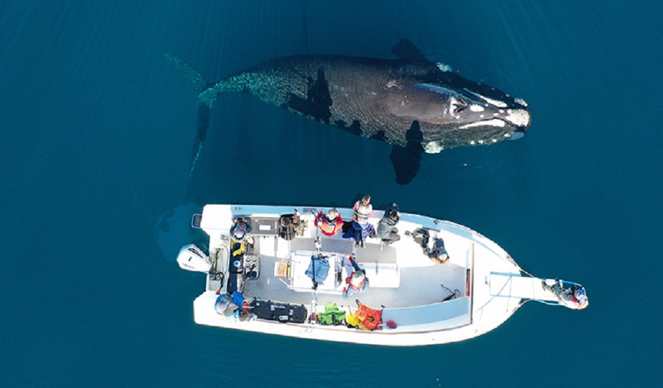 Comenzó la décima temporada del proyecto Siguiendo Ballenas
