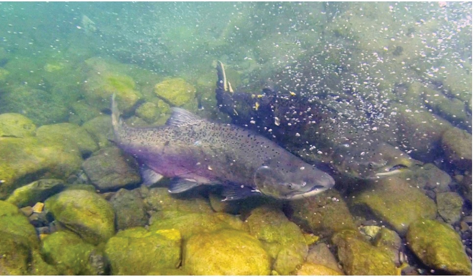 Científicos del CENPAT estudian la invasión del salmón más grande del mundo en la Patagonia