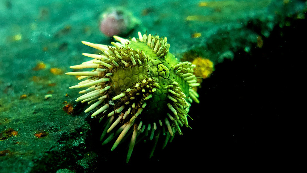Madryn recibe más de 600 especialistas para las Jornadas Nacionales de Ciencias del Mar