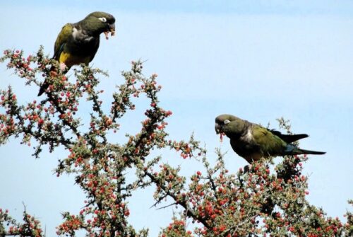 Del monte a los cables: el aumento del loro barranquero en los centros urbanos