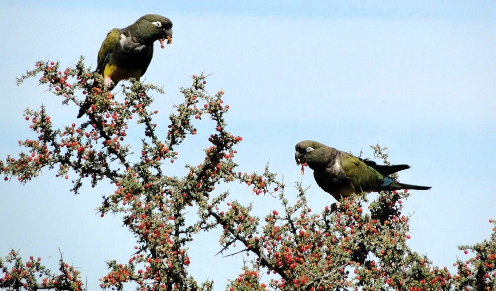 Del monte a los cables: el aumento del loro barranquero en los centros urbanos
