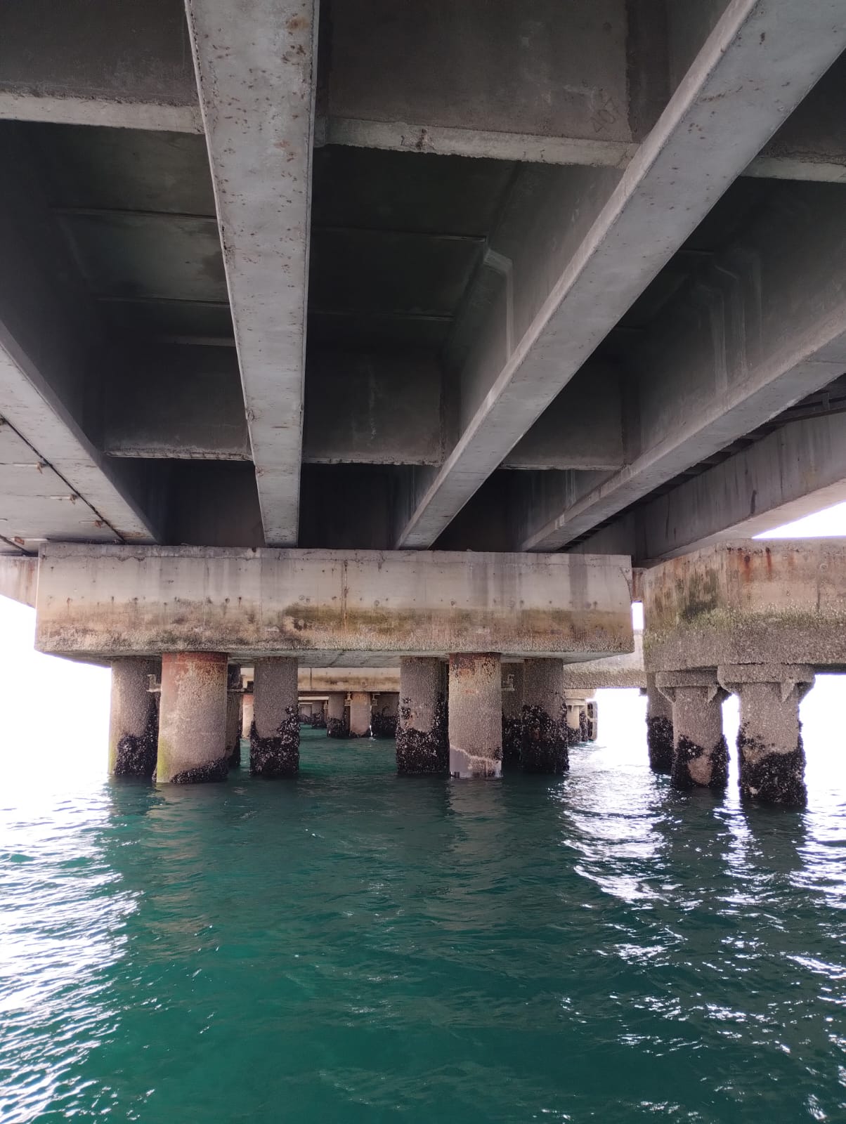 Alerta en los puertos: se triplicaron las especies exóticas en Puerto Madryn