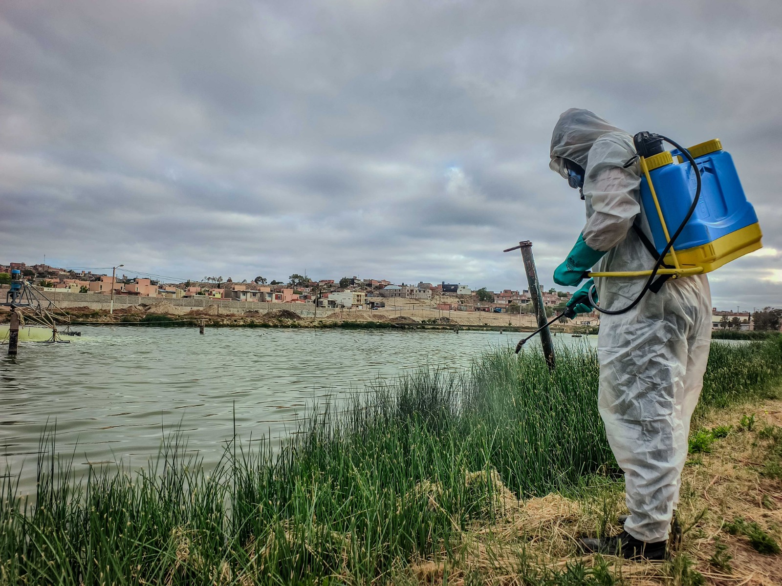 Constantes controles de insectos sobre el predio de Lagunas Aireadas